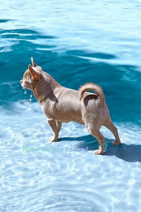 Ліловий "Лімон"для в'язки, чіхуа, FCI