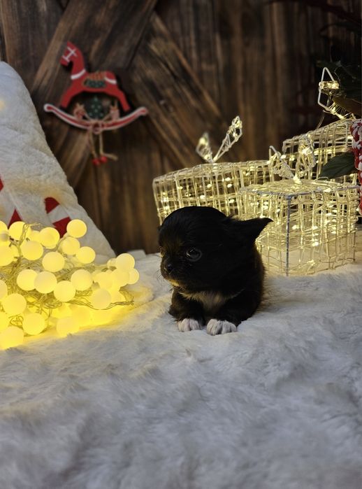 Chihuahua zarezerwowana