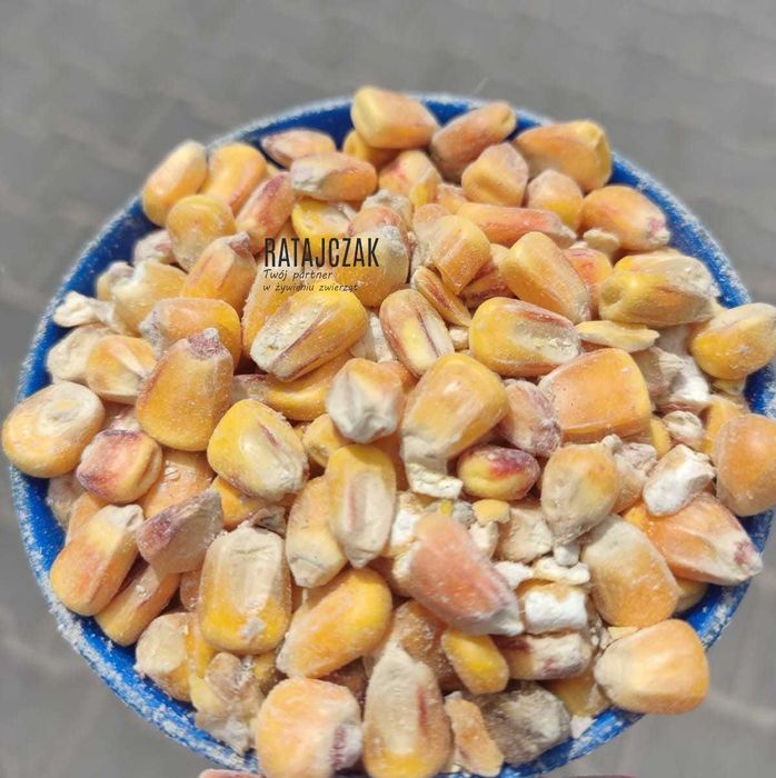 KUKURYDZA ziarno 20kg super!