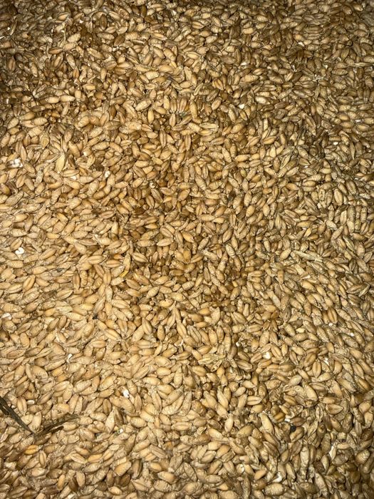 Pszenżyto dla kury gołębie kaczki