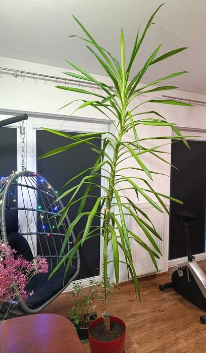 Juka yucca kwiat