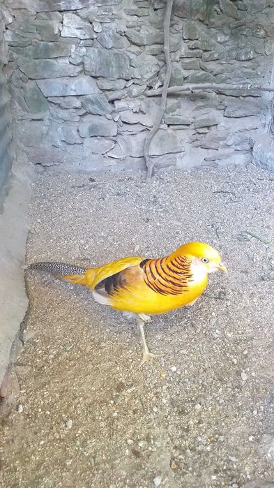 Faisões Gigi de 2025