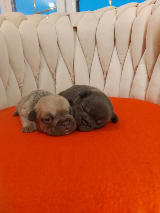 Buldog francuski, piękne suczki gotowe do rezerwacji, blue fawn i full blue!!!