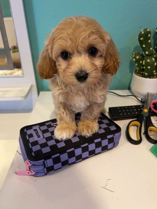 Супер хлопчик для супер родини