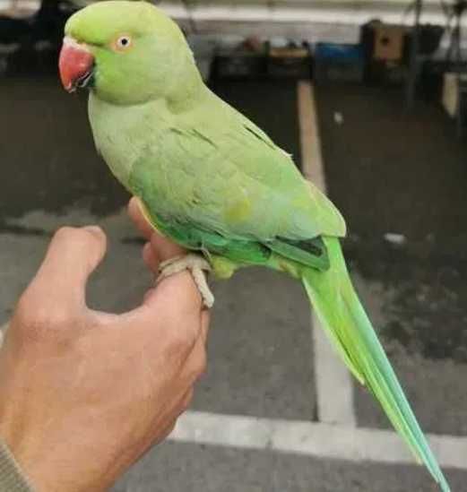 Ring Neck domesticado