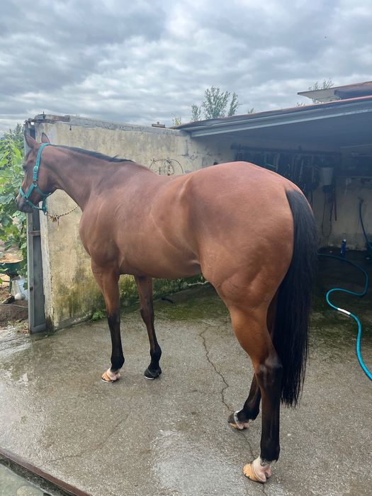 Cavalo psi macho