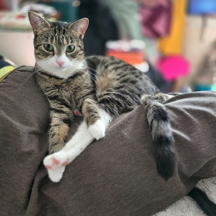 Young Leosia szuka domku na stałe!