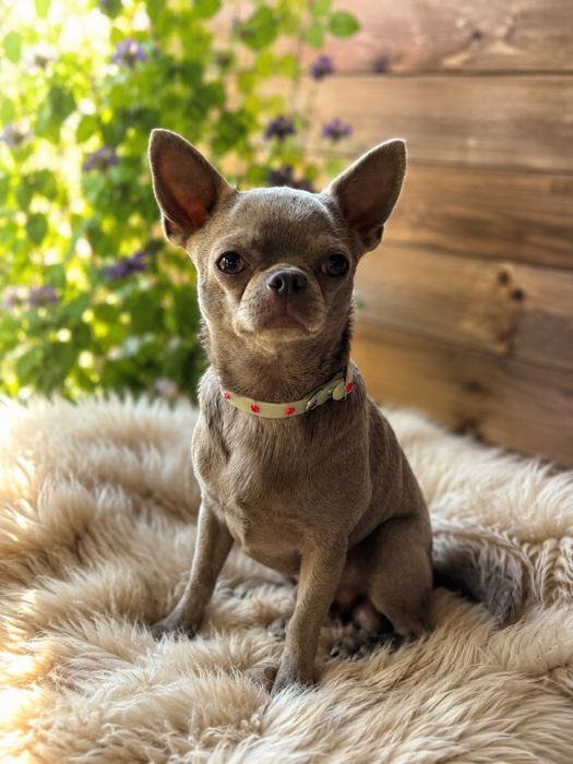 Reproduktor chihuahua liliowy krótkowłosy sprawdzony ! Pakiet badań DNA