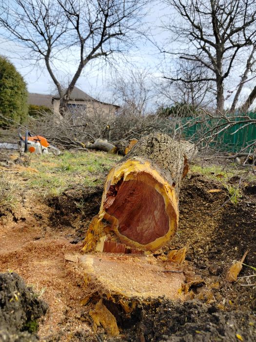Wycinka drzew, czyszczenie działek, pracę na wysokości, pilarz, drwal,