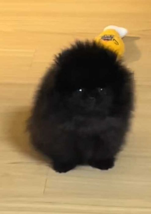 Okazja!!! Mini miś pomeranian