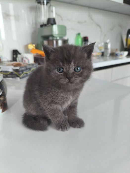 Котики шотландські