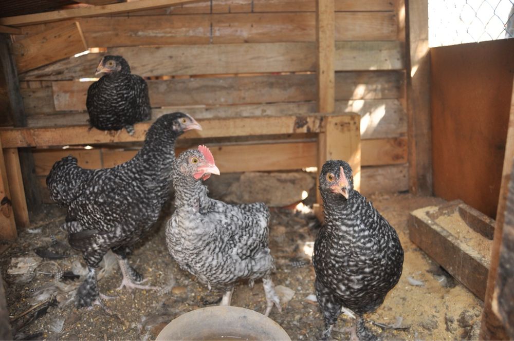 Tenho ovos galados e pintos das seguintes raças: