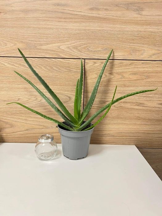 Aloes  Aloe Vera żywy