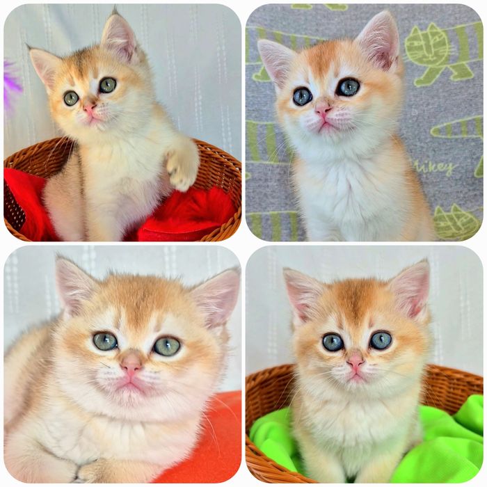 Шотландські кошенята золота шиншила