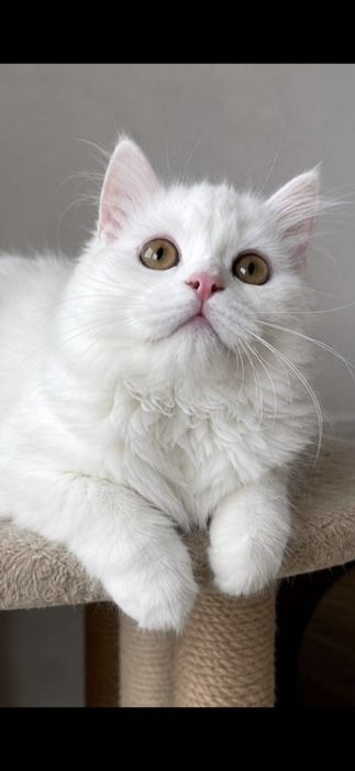 Белый пушистый шотландский котёнок