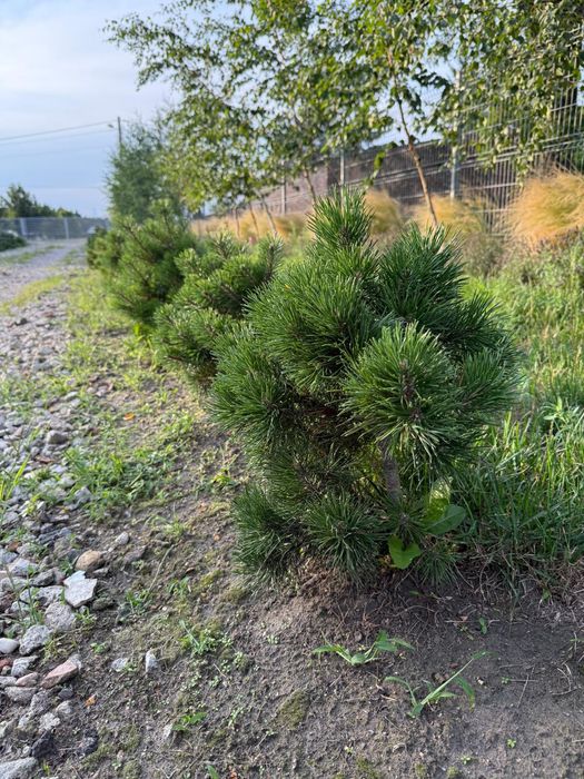 Kosodrzewina górska