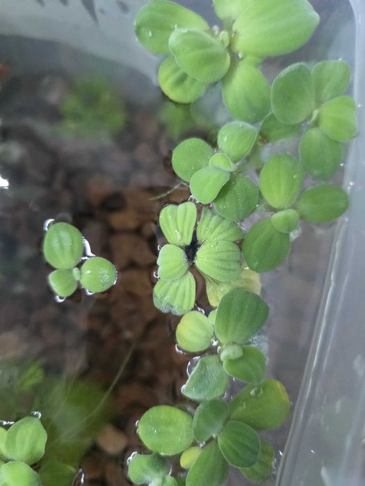 Plantas aquário