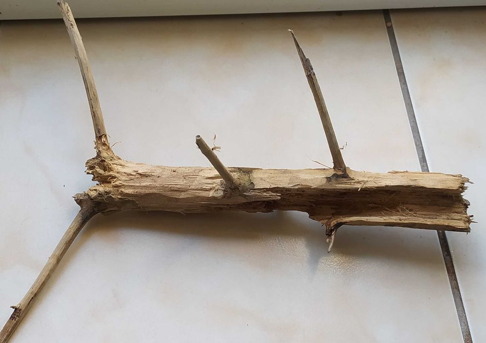 Drewienko do akwarium-23 cm