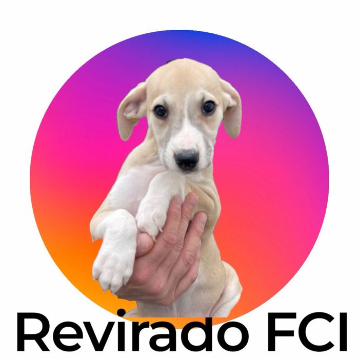 Whippet Chart angielski Revirado FCI