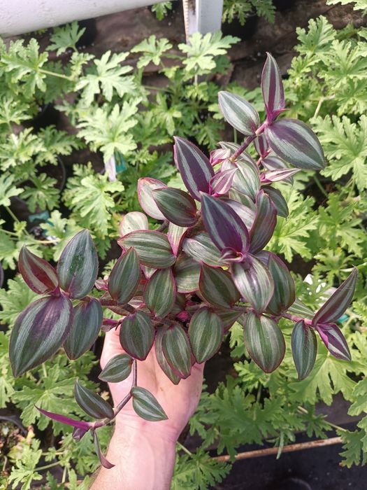 trzykrotka Tradescantia zebrina ‘Evanesce’