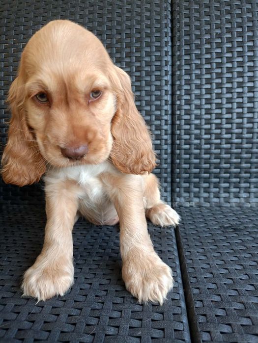 Szczeniak Cockier Spaniel