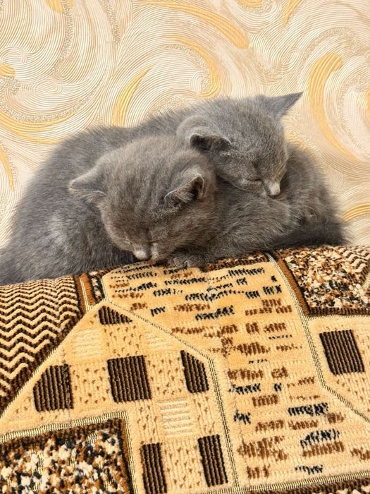 Віддам кошенят у хороші руки