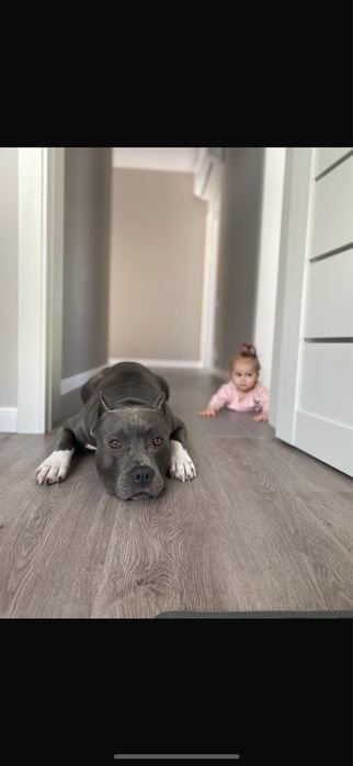 Блакитні  цуценята  амстафф .