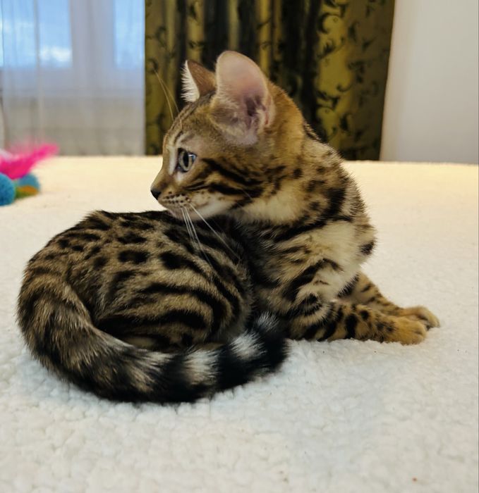 Słodki kocurek bengalski. Legalna hodowla