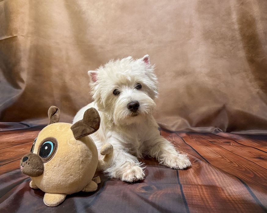 West highland white terrier