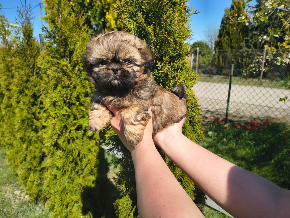 Shih Tzu Shihtzu