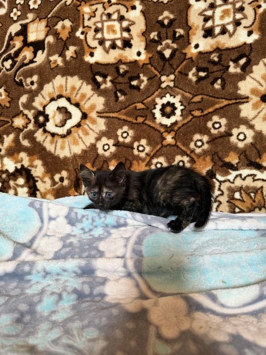Кошенята шукають люблячу родину