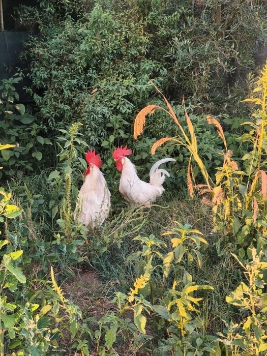Galos leghorn Brancos