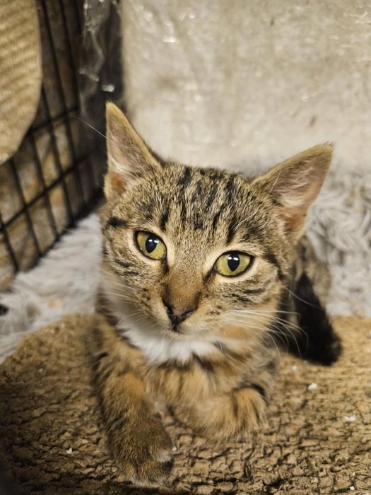 Klasyczne pręgusy do oddania