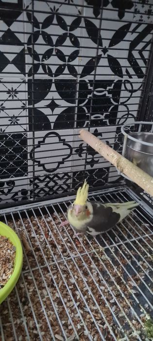 Papużki nimfy młode