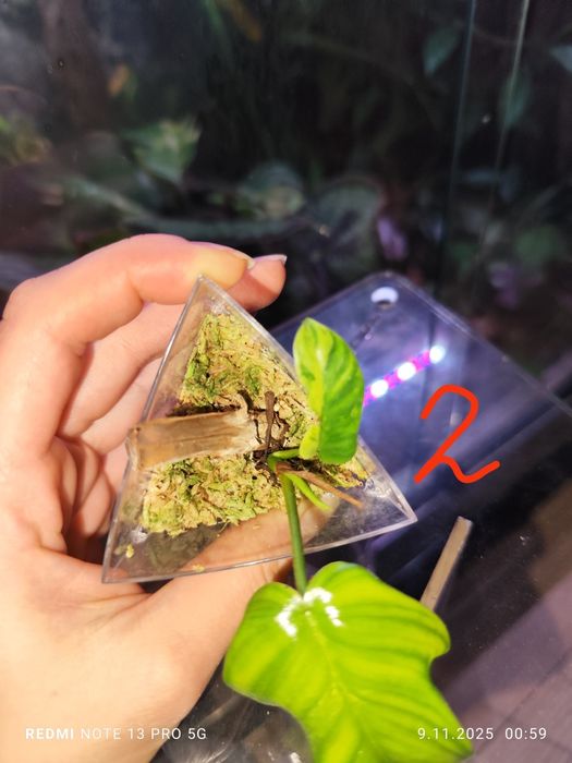 Philodendron Florida Beuty