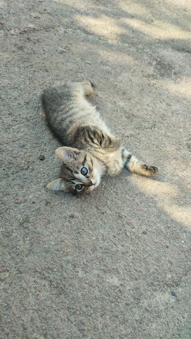 Котик в хороші руки