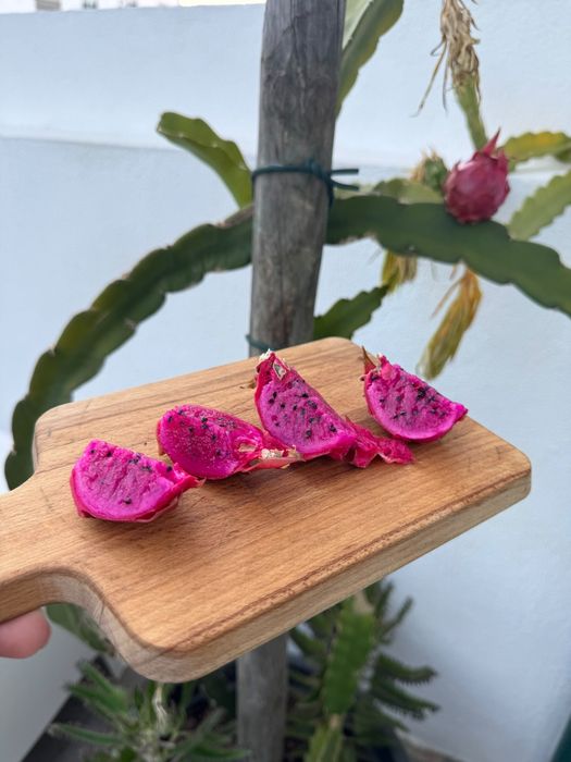 Mudas de Pitaya enraizadas