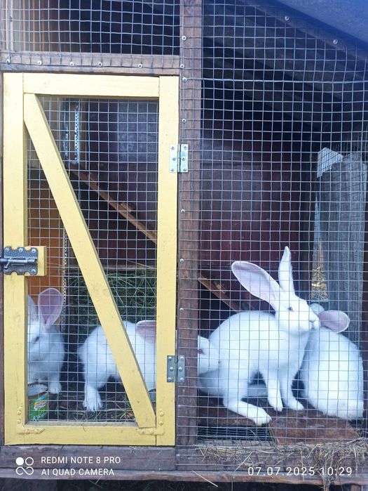Кролики  Білий велетень, бургундці, німецький строкатий велетень