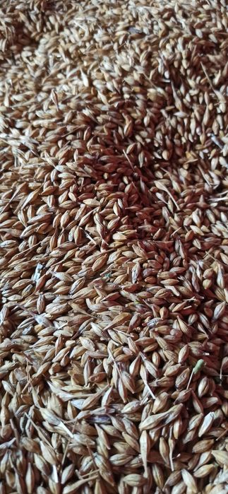 Sprzedam jęczmień ozimy, owies gniady i arkana pszenicę ozimą