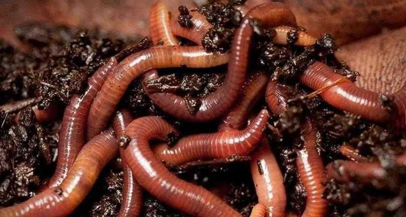 черв'яки черви вермикомпост компост