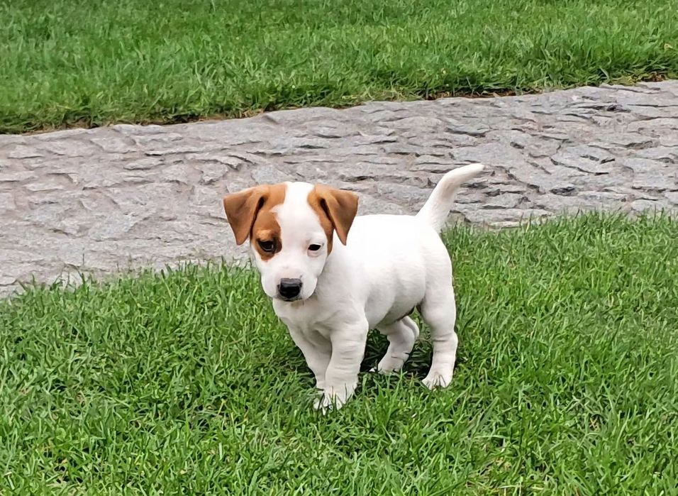 Jack Russell Terrier suczka