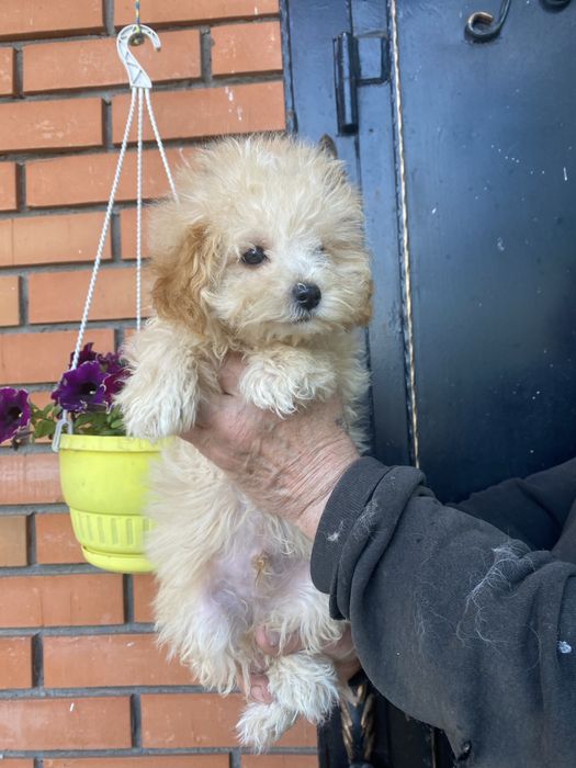 Мальтипу девочка и мальчик