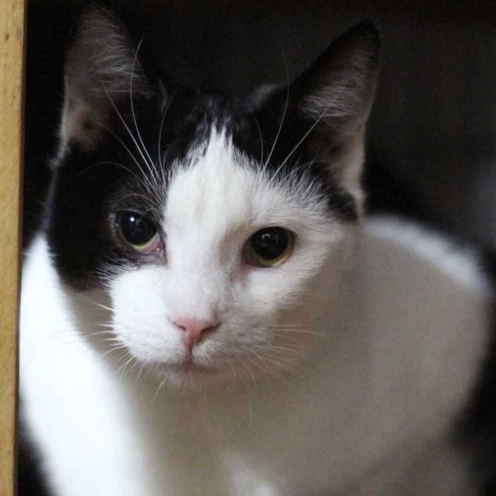 Fiołek - młodziutki, delikatny kocurek chciałby mieć dom