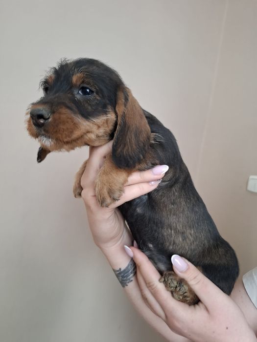 Do sprzedania Jamniczki