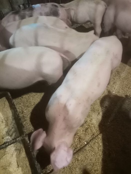 Продам малих поросят ціна вказана за 1шт