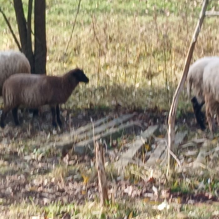 Вівці, ягнята, баранчики, баран