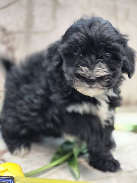 Мальтипу цуценята