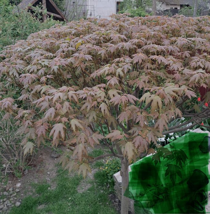 Клен  Срібний  Гостролистий