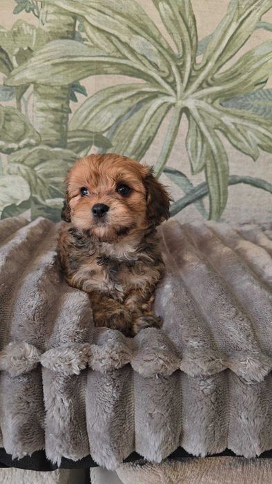 hawańczyk chłopiec