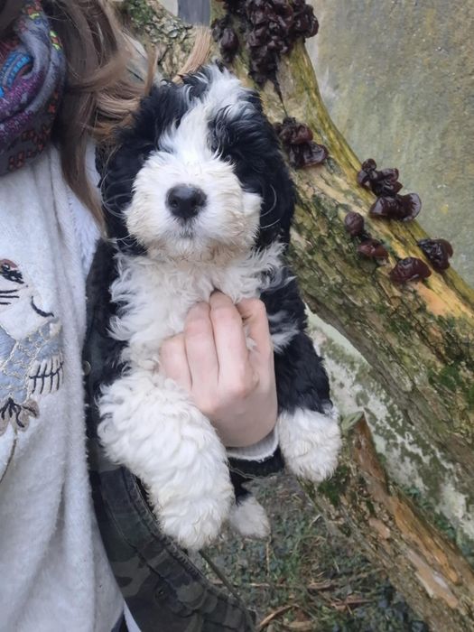 Portugalski pies dowodny PWD Lagotto Furbetti Coccoloni piesek FCI